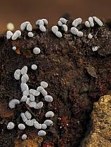 Attēlu rezultāti vaicājumam “Badhamia affinis spores”