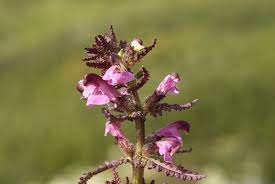 Attēlu rezultāti vaicājumam “Pedicularis palustris”
