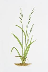 Attēlu rezultāti vaicājumam “Brachypodium sylvaticum leaf”