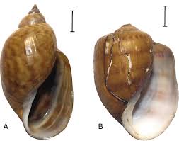 Attēlu rezultāti vaicājumam “Lymnaeidae”