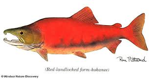 Image result for Oncorhynchus nerka