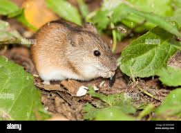 Attēlu rezultāti vaicājumam “Apodemus agrarius”