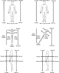 Image result for body midline