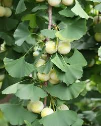 Attēlu rezultāti vaicājumam “Ginkgo biloba”