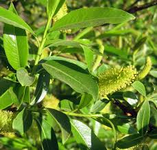 Attēlu rezultāti vaicājumam “Salix pentandra flower”
