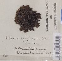 Attēlu rezultāti vaicājumam “Cetraria sepincola”