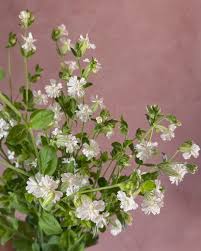 Attēlu rezultāti vaicājumam “Silene chlorantha”