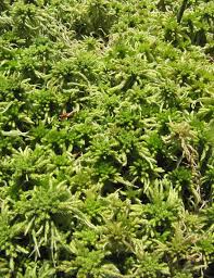 Attēlu rezultāti vaicājumam “Sphagnum girgensohnii”