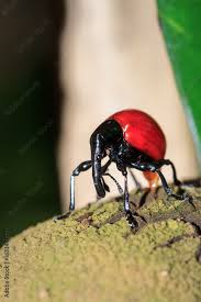 Attēlu rezultāti vaicājumam “Apionidae”