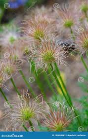 Attēlu rezultāti vaicājumam “Pulsatilla patens fruit”