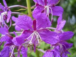 Image result for Epilobium angustifolium