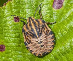 Attēlu rezultāti vaicājumam “Graphosoma lineatum imago”