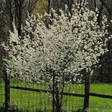 Attēlu rezultāti vaicājumam “Prunus (plum-tree)”