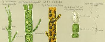 Attēlu rezultāti vaicājumam “Cladophora glomerata”