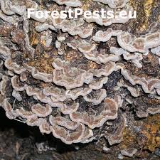 Attēlu rezultāti vaicājumam “Auricularia mesenterica”