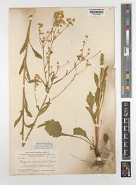 Attēlu rezultāti vaicājumam “Erigeron annuus”