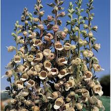 Image result for Digitalis lanata