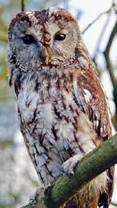 Image result for Strix aluco