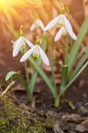 Attēlu rezultāti vaicājumam “Galanthus nivalis flower”