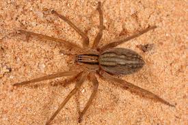 Attēlu rezultāti vaicājumam “Miturgidae”