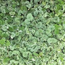 Image result for Glechoma hederacea