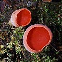 Attēlu rezultāti vaicājumam “Sarcoscypha austriaca var. lutea”