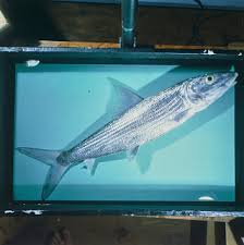 Image result for Albula glossodonta