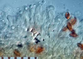 Attēlu rezultāti vaicājumam “Pachyphloeus melanoxanthus”