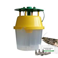 Attēlu rezultāti vaicājumam “Grapholita funebrana”