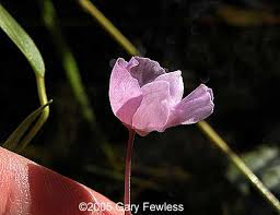 Attēlu rezultāti vaicājumam “Utricularia minor bud”