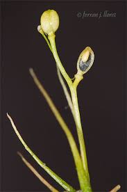 Attēlu rezultāti vaicājumam “Subularia aquatica”