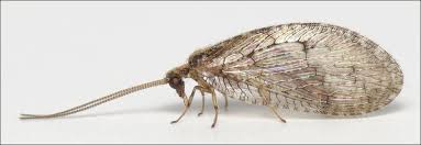 Attēlu rezultāti vaicājumam “Hemerobius perelegans”