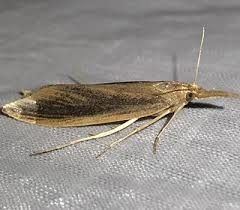 Attēlu rezultāti vaicājumam “Donacaula mucronella”