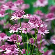 Attēlu rezultāti vaicājumam “Astrantia major flower”