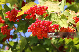Attēlu rezultāti vaicājumam “Viburnum opulus fruit”