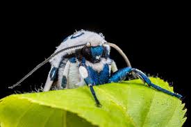 Attēlu rezultāti vaicājumam “Stemonitopsis hyperopta var. landewaldii macro”