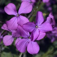 Image result for Lunaria annua