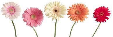 Image result for Farley Hill Bowls Club