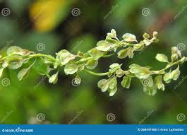 Attēlu rezultāti vaicājumam “Fallopia dumetorum leaf”