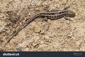 Attēlu rezultāti vaicājumam “Lacerta agilis female”