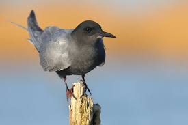Attēlu rezultāti vaicājumam “Chlidonias niger”