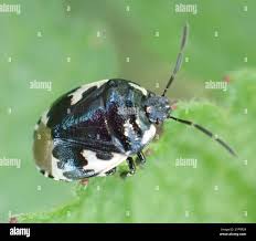 Attēlu rezultāti vaicājumam “Tritomegas bicolor imago”