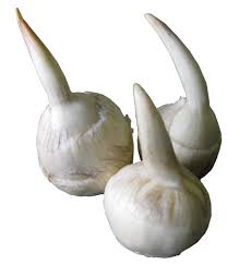 Attēlu rezultāti vaicājumam “Sagittaria sagittifolia fruit”