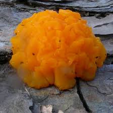 Attēlu rezultāti vaicājumam “Dacrymyces chrysospermus spores”