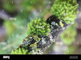 Attēlu rezultāti vaicājumam “Orthotrichum speciosum sporophyte”
