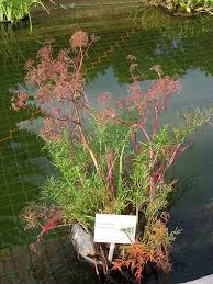 Attēlu rezultāti vaicājumam “Cicuta virosa leaf”