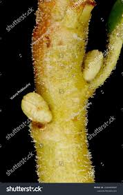 Attēlu rezultāti vaicājumam “Vaccinium vitis-idaea bud”