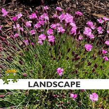 Image result for Dianthus gratianopolitanus