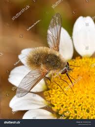 Attēlu rezultāti vaicājumam “Bombyliidae”