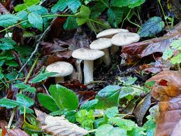 Attēlu rezultāti vaicājumam “Clitocybe nebularis”